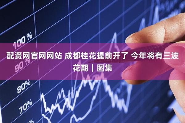 配资网官网网站 成都桂花提前开了 今年将有三波花期｜图集